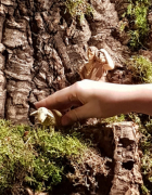 Qui ha trobat l’esquirol?